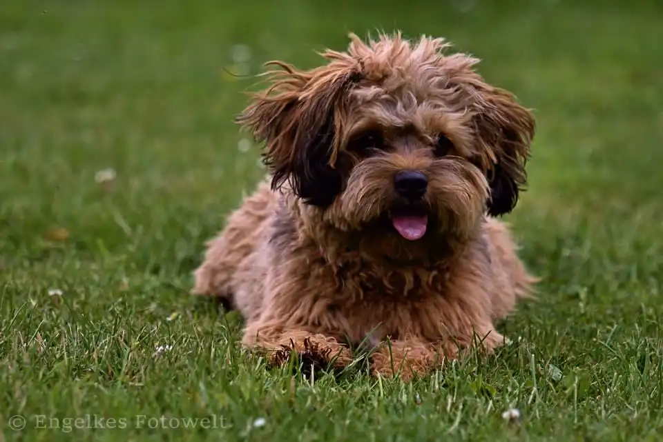 Hund