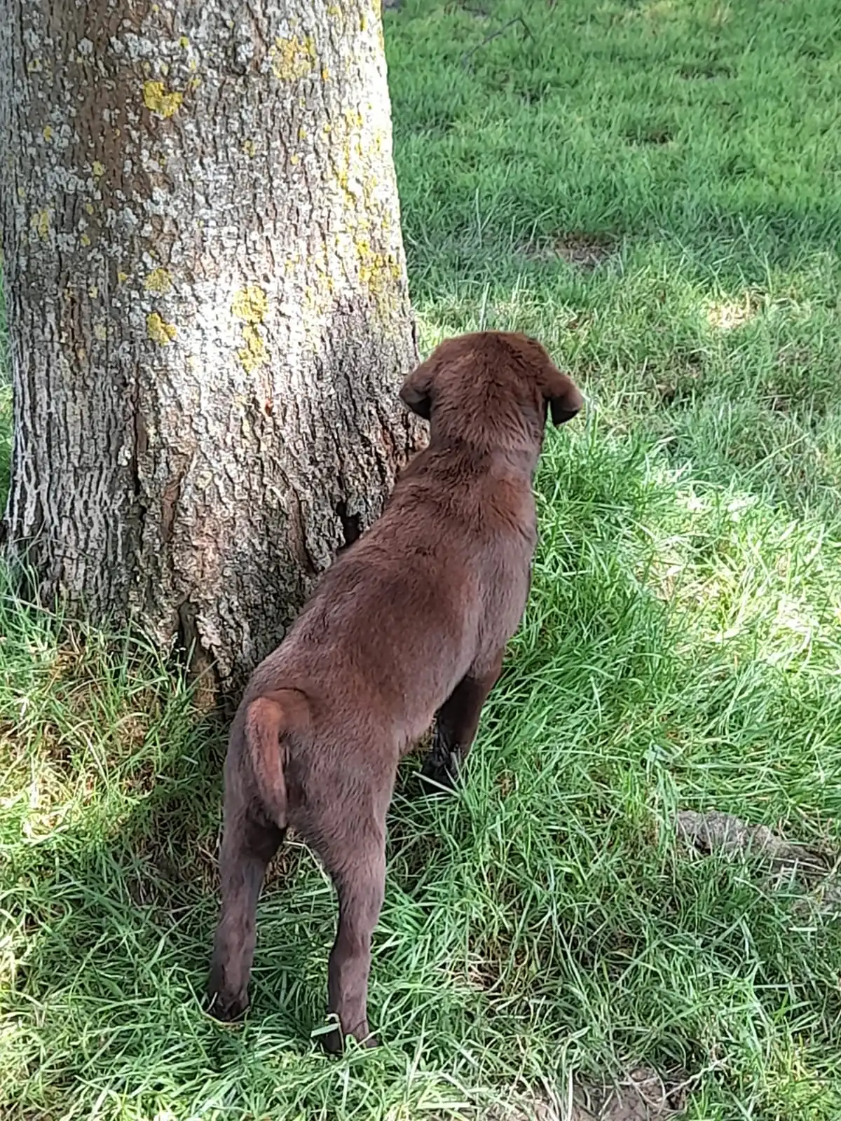 hund