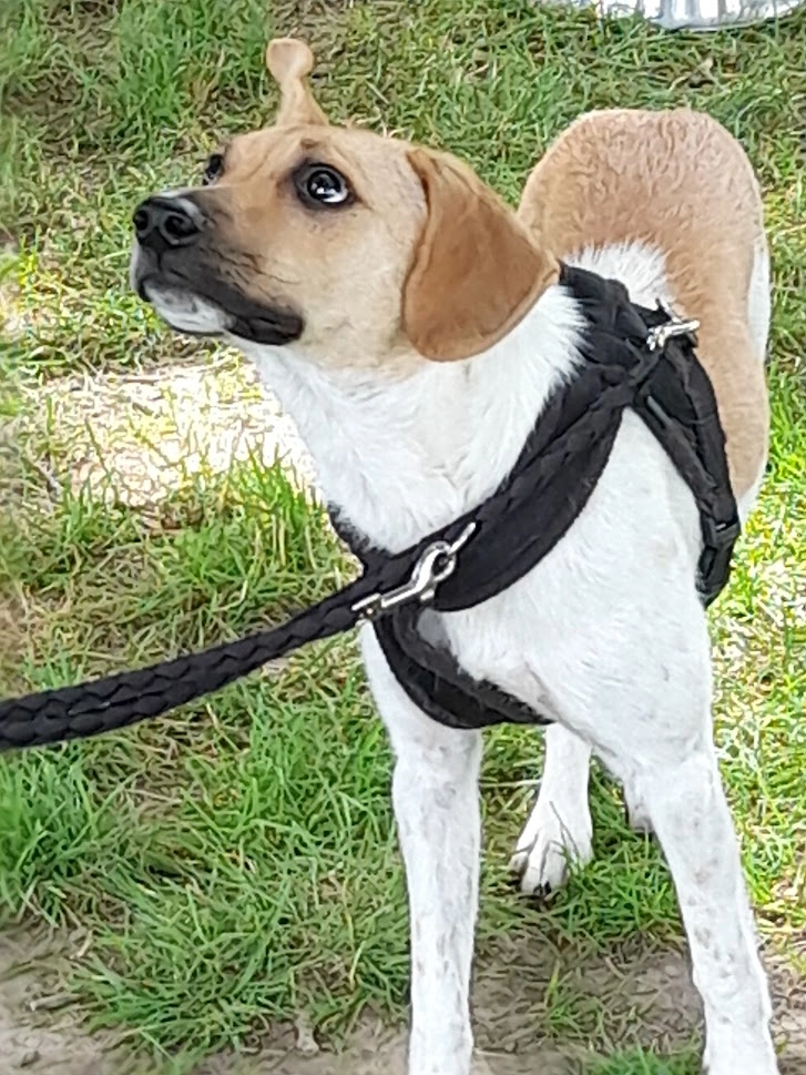 Hund