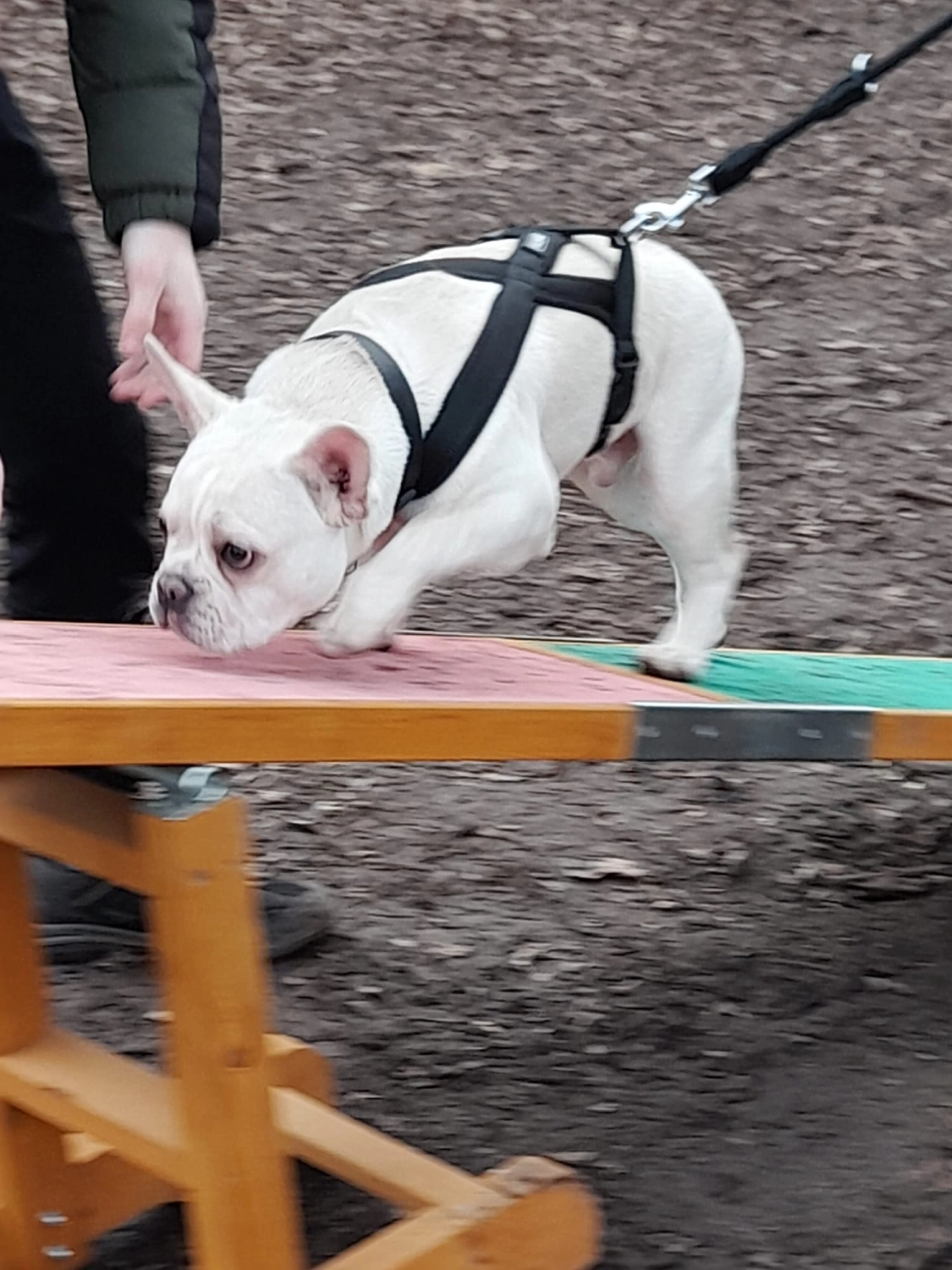 Hund