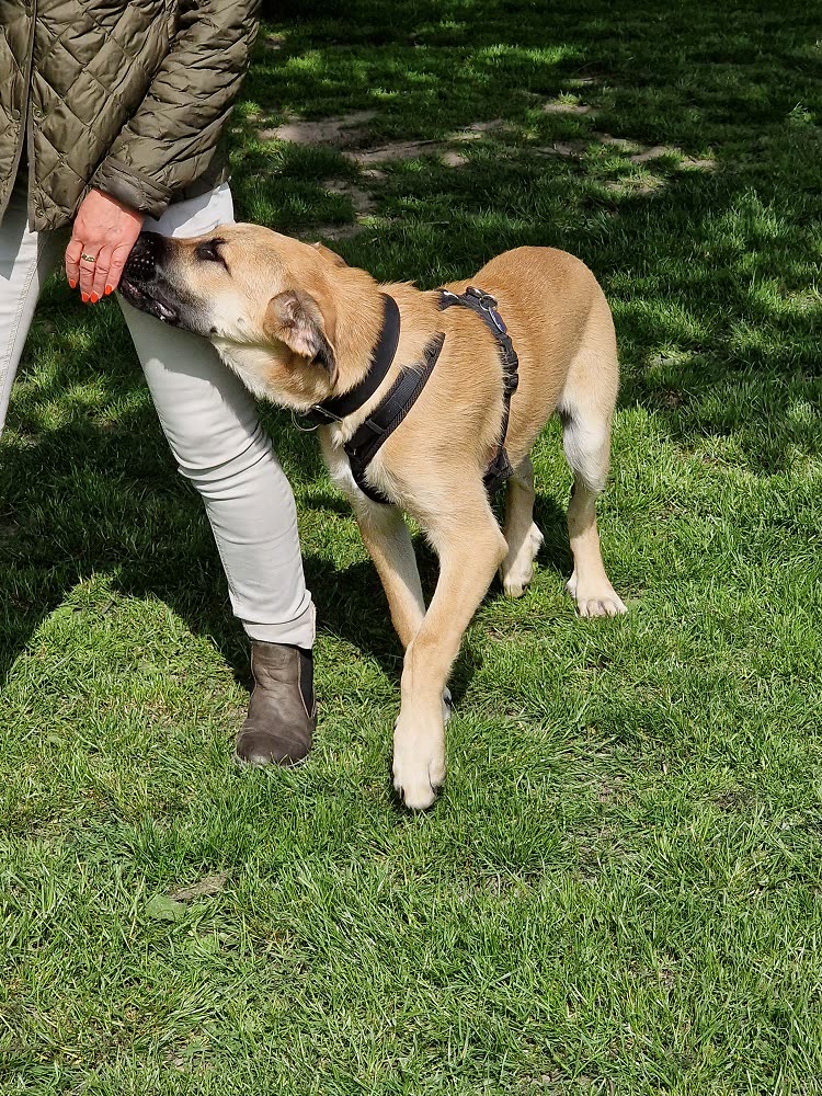 Hund läuft ohne Leine dicht bei seinem Menschen