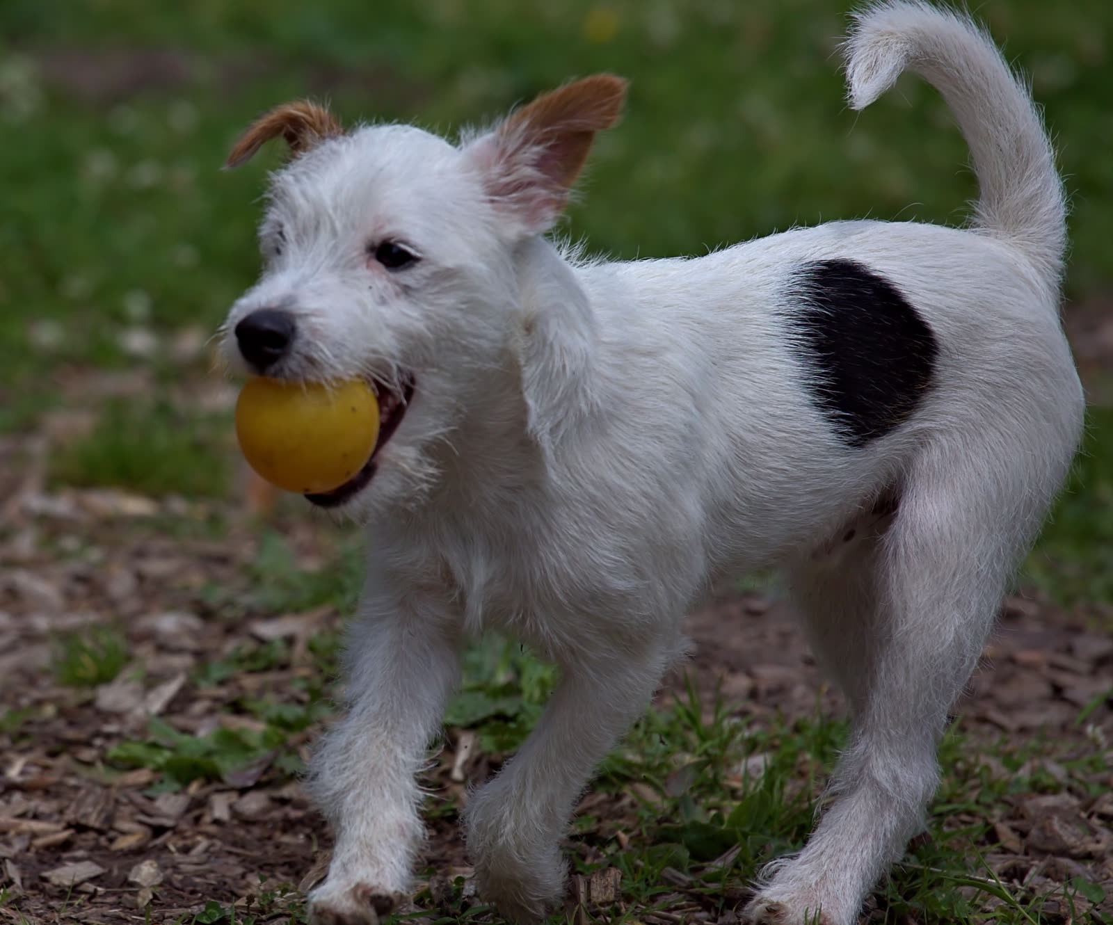 Hund apportiert einen Ball