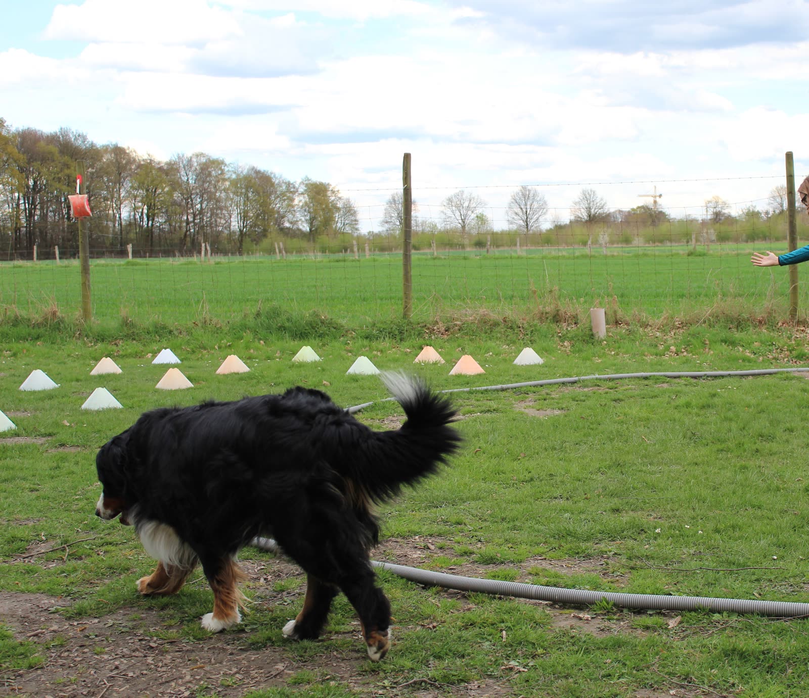 Hund beim Longieren auf dem Kreis