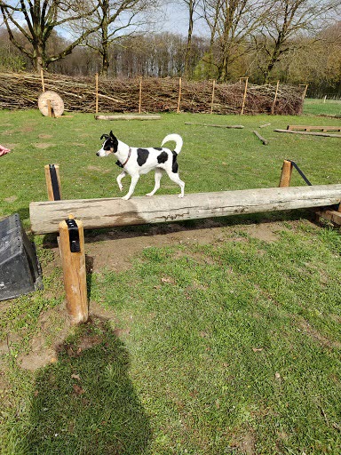 Hund balanciert auf dem Wackelstamm
