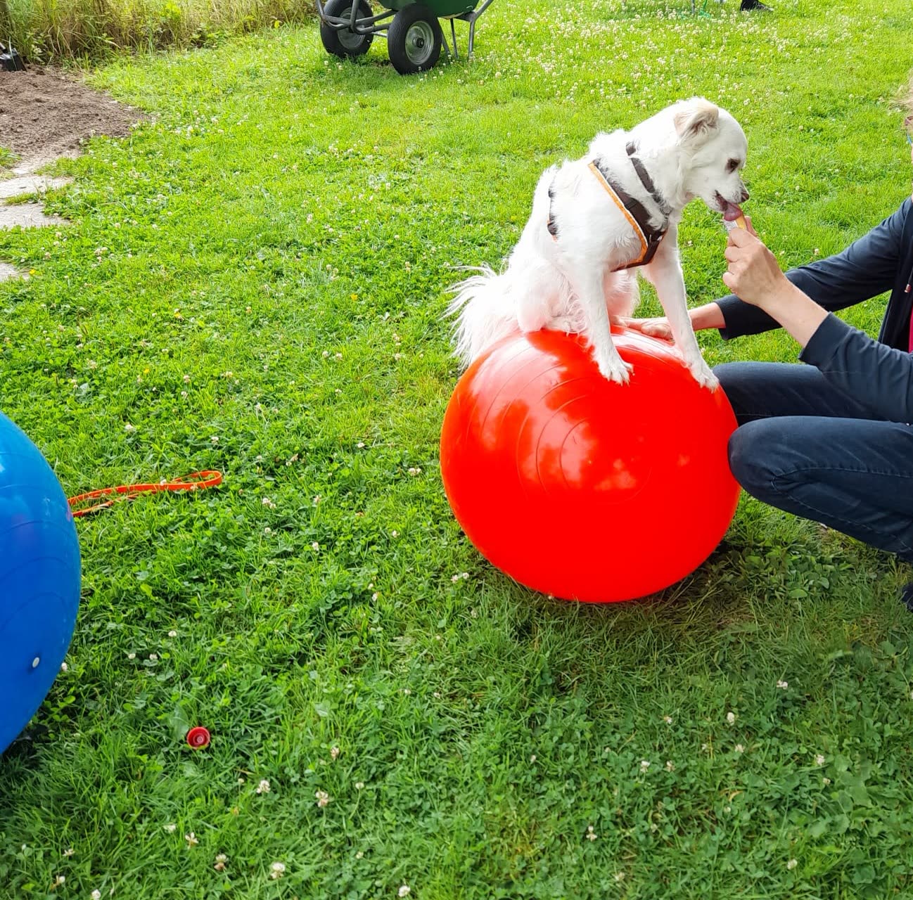 Hund balanciert beim LasaKu-Kurs auf einem Gymnastikball