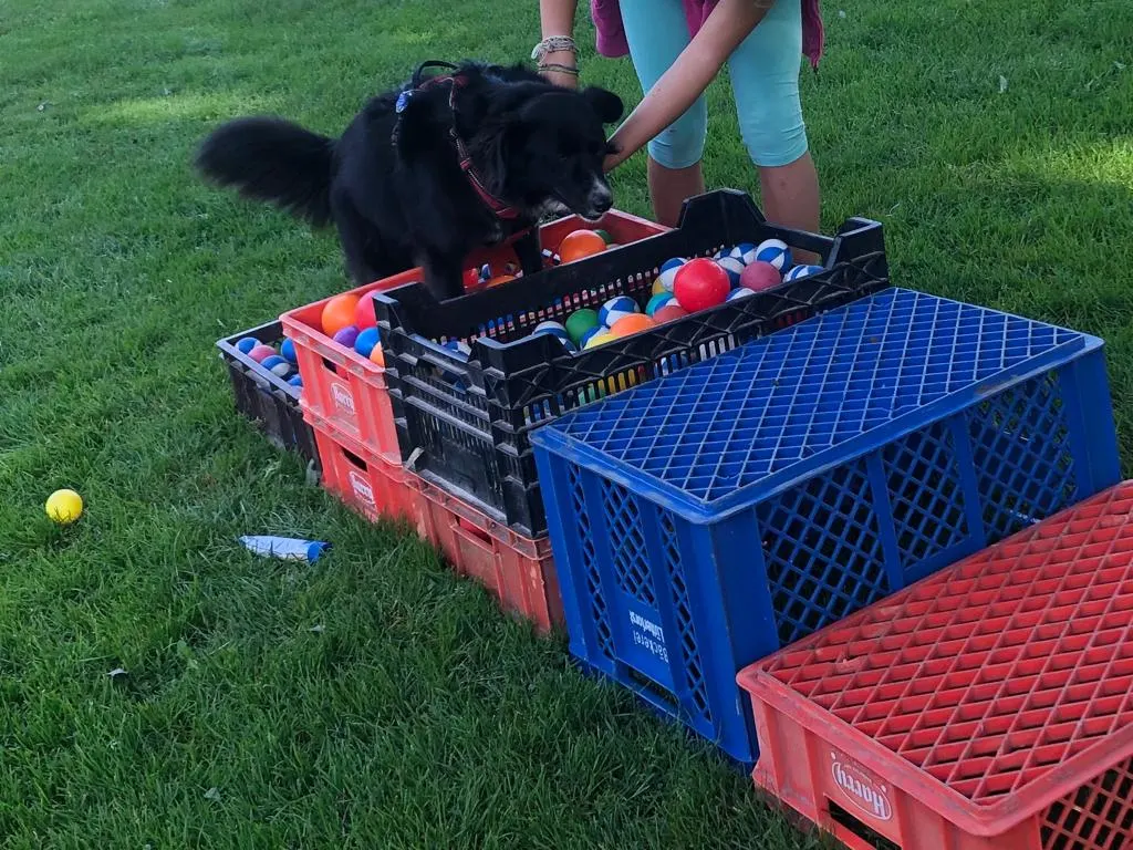 Hund beim LasaKu-Kurs: langsames Überqueren von Kisten mit Bällen